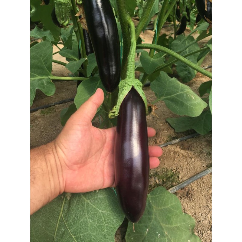 A-Z TOHUM  61 F1 KLASİK  UZUN  PATLICAN TOHUMU 1000 ADET