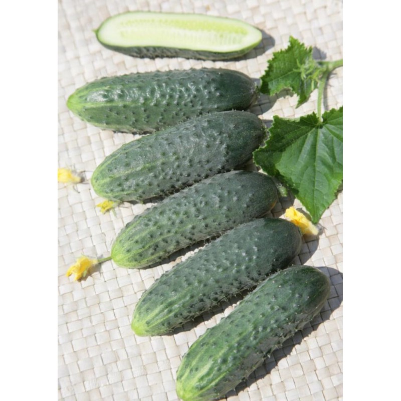 A-Z 75 F1 Kornişon Hıyar Tohumu 2500 Adet