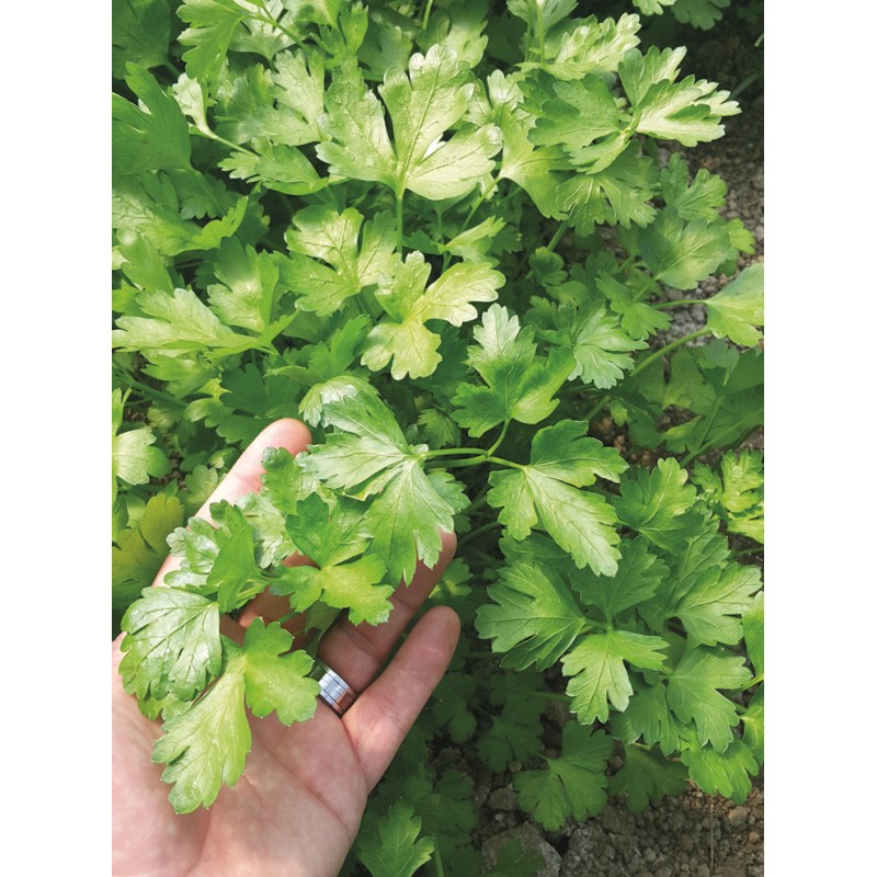 Golden Seed İthal Maydanoz Tohumu 1 kg