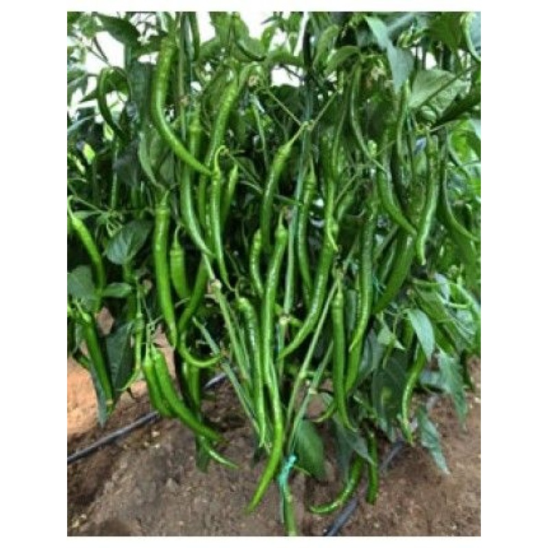 Yüksel Tohum Cömert Yeşil Sivri Biber Tohumu 1000 adet