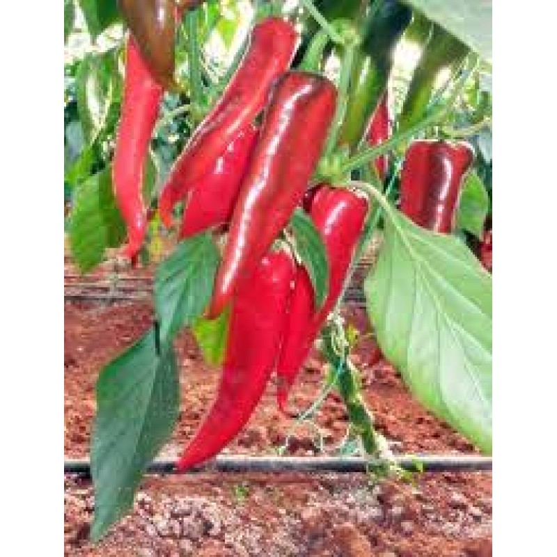 Seedart Tohum Kayra F1  Kapya Biber Tohumu 1000 Adet