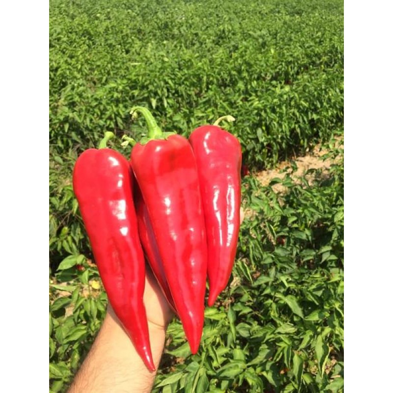 Golden Seed Trophy F1 Kapya Biber Tohumu 1000 Adet