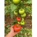 Toprak Tohum Alemdar F1 Sırık Pembe Domates Tohumu 1000 Adet