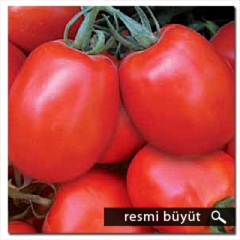 Argeto Nağme F1 Sanayi Domatesi Tohumu 5000 Adet