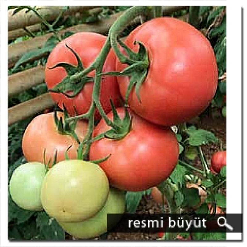 Argeto Pempem F1 Yarı Sırık Pembe Domates Tohumu 1000 Adet