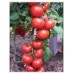 YÜKSEL TOHUM BURHAN F1 SIRIK DOMATES 1000 ADET 