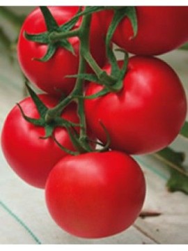 Yüksel Tohum Ege F1 Sırık Domates Tohumu 1000 Adet