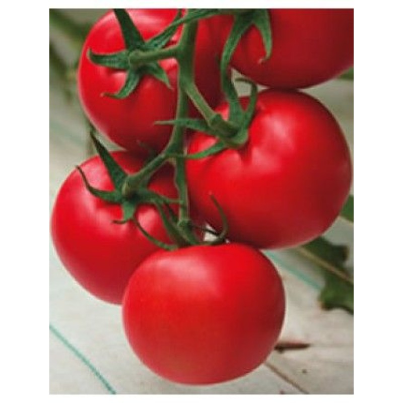 Yüksel Tohum Ege F1 Sırık Domates Tohumu 1000 Adet