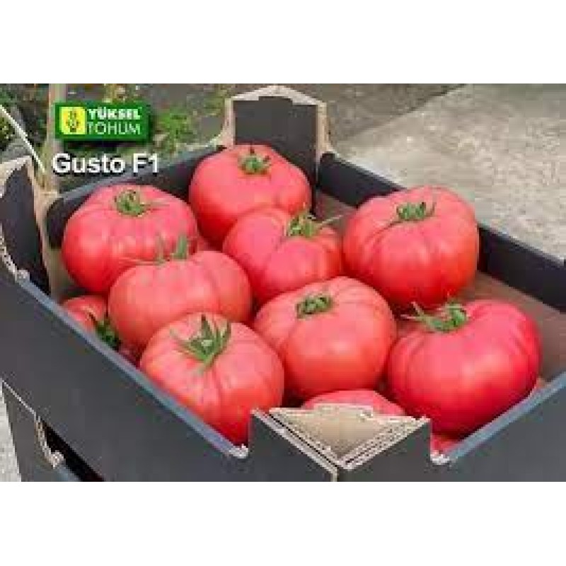 Yüksel Tohum Gusto F1 Sırık Pembe Domates Tohumu 1000 Adet 