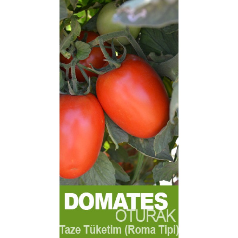 HAZERA KAMENTO SANAYİLİK DOMATES 5000 ADET