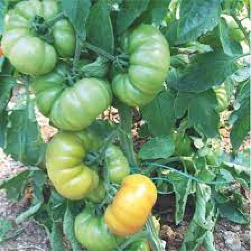 A-Z Tohum Lapçin F1 Yarı Sırık Kırmızı Dilimli Köy Domatesi 1000 Adet 