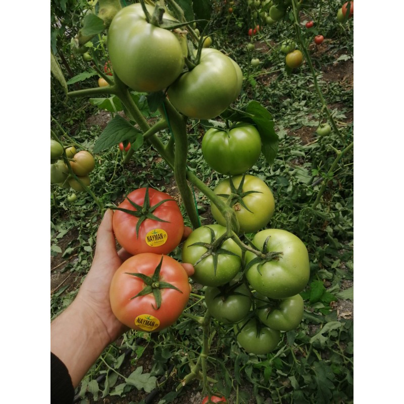 Nayman F1 Sırık Pembe Domates Tohumu  1000 Adet