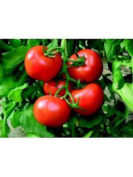 Yüksel Tohum Tezal F1 Sırık Domates Tohumu 1000 Adet 