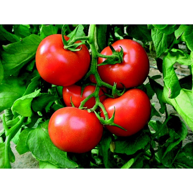 Yüksel Tohum Tezal F1 Sırık Domates Tohumu 1000 Adet 