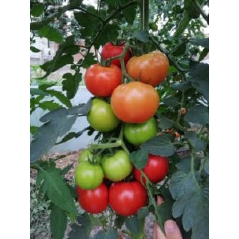 Az 54 F1 Hibrit Sırık Tane Domates Tohumu 1000 Adet