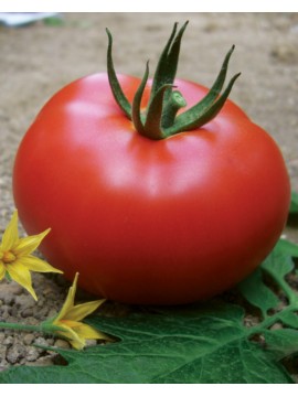 Yüksel Tohum Benal F1 Oturak Domates Tohumu 1000 Adet