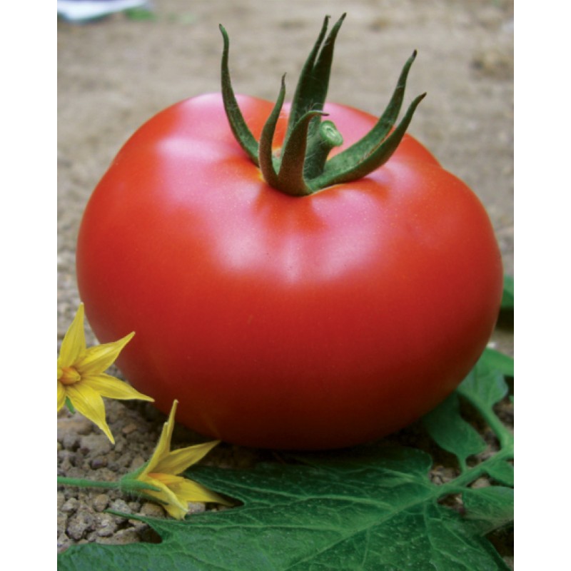 Yüksel Tohum Benal F1 Oturak Domates Tohumu 1000 Adet