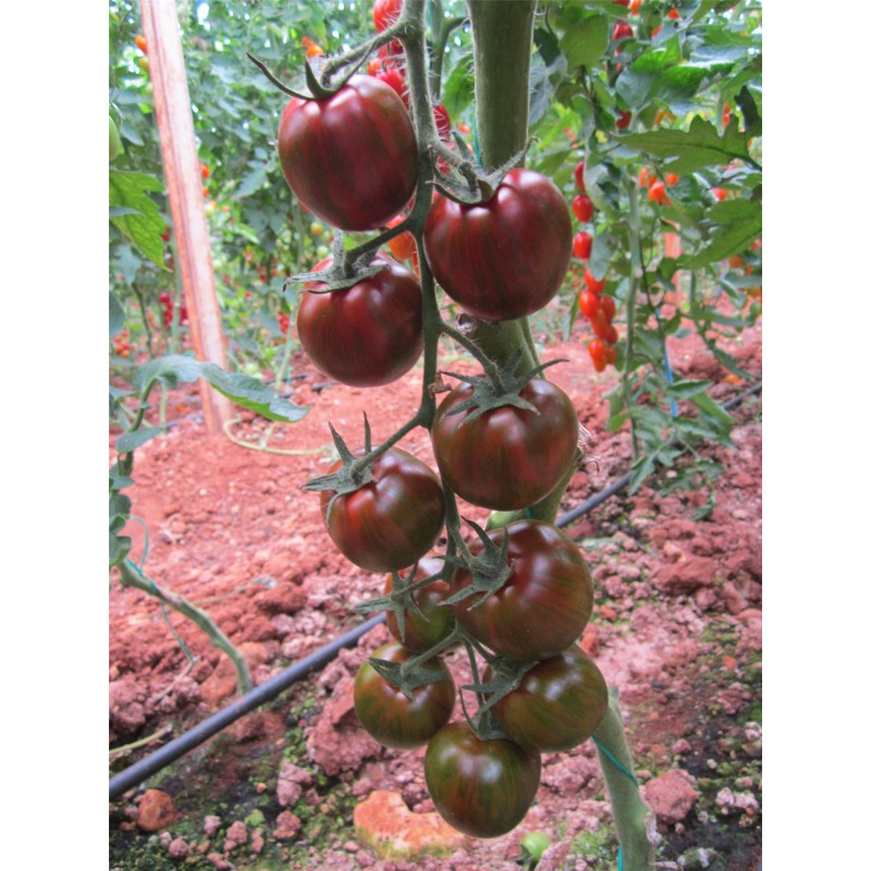 Multi Tohum Browny F1 Kahverengi Çikolata Çeri  Domates Tohumu 1000 Adet