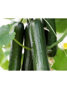 Golden Seed Almira F1 Hıyar Tohumu 500 Adet 