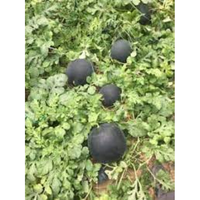 A-Z 96 Siyah Karpuz Tohumu 1000 Adet