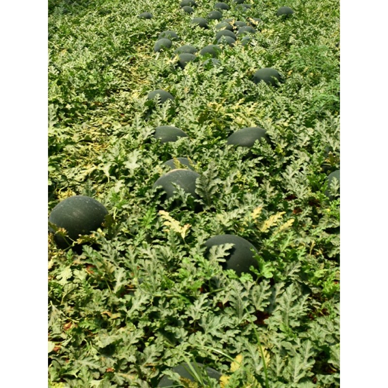 Karain F1 Siyah Tohumu 1000 Adet