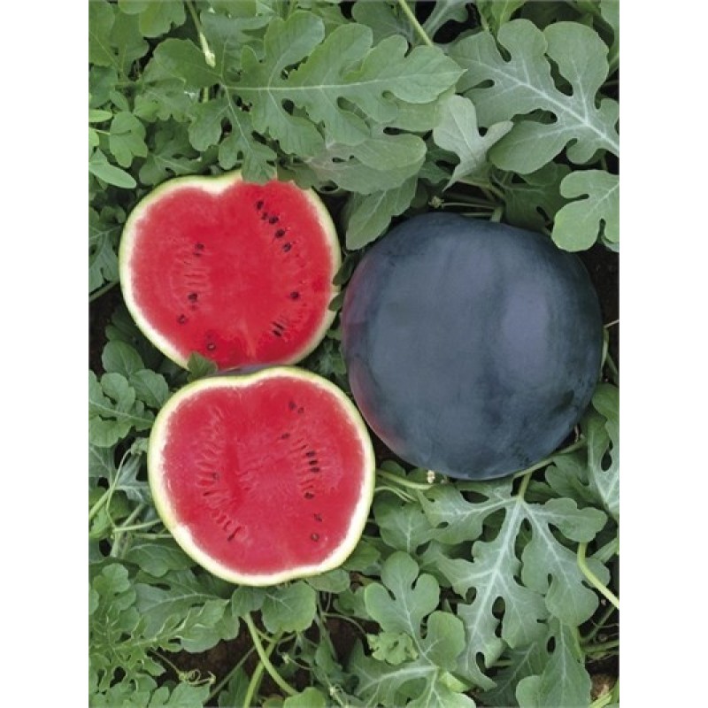 Biogen Tohum Washington Siyah Karpuz Tohumu 10 GR