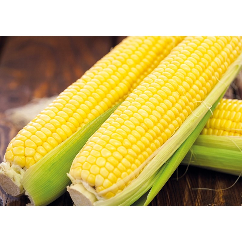 May Tohum Vega F1 Süper Tatlı Mısır Tohumu 10000 Adet