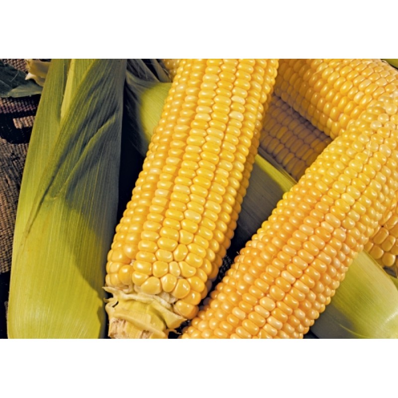 May  Tohum Merit F1 Tatlı Mısır Tohumu 2 Kg