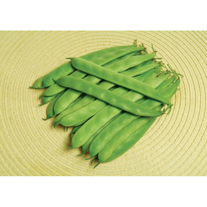 May Tohum Volare Sarıkız Fasulye Tohumu 2 Kg