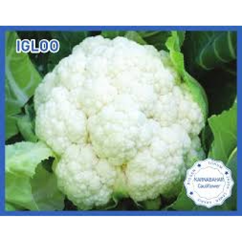 Biogen  Igloo Karnabahar Tohumu 100 Gr