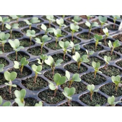 Brokoli Fideleri (0)