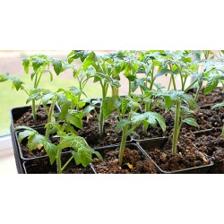 Domates Fideleri (0)