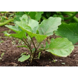 Patlıcan Fideleri (0)