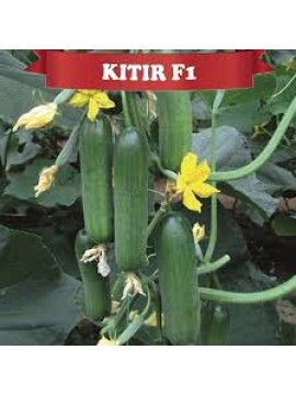 Yüksel Tohum Kıtır F1 Hıyar Tohumu 500 Adet 