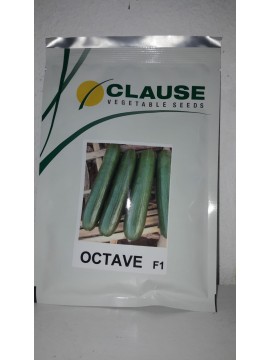 Clause Octave F1 Hibrit Tarla Hıyar Tohumu 2500 Adet