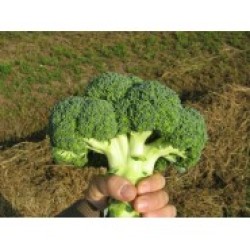Hibrit F1 Brokoli Tohumları (1)