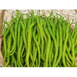 Hibrit F1 Kıl Biber Tohumları (3)