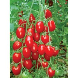 Hibrit F1 Kokteyl Domates Tohumları (0)