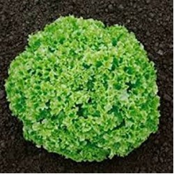 Hibrit F1 Kıvırcık Marul Tohumları (0)