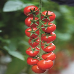 Hibrit F1 Oturak Domates Tohumları (35)