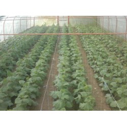 Hibrit F1 Sera Hıyar Tohumları (4)