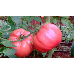 Hibrit F1 Salkım Domates Tohumları (0)