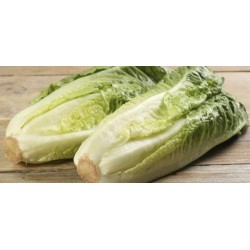 Hibrit F1 Yedikule Marul Tohumları (0)