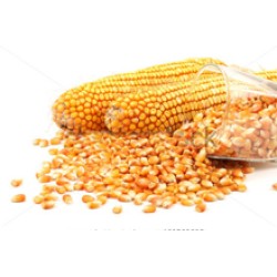 Hibrit F1 Mısır Tohumları (2)