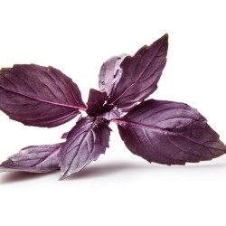 Mor Reyhan Tohumları (2)