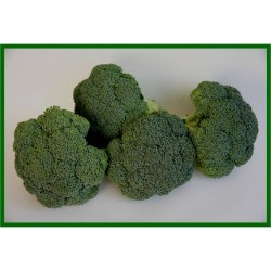 Brokoli Tohumlar (3)