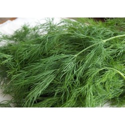 Dereotu Tohumlar (2)