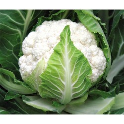 Karnabahar Tohumlar (3)