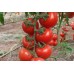 A-Z Salkım F1 Hibrit Sofralık Sırık Domates Tohumu 1000 Adet