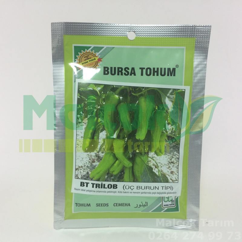 Bursa Bt Trilob Üç Burun Biber Tohumu 25 Gr